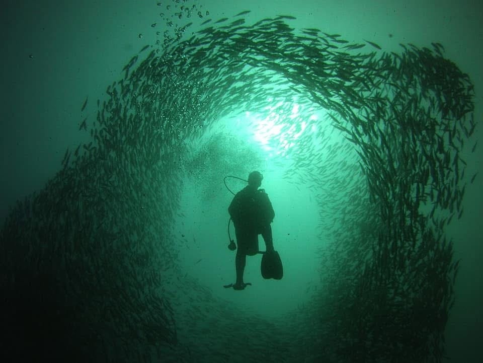 Dive Carriacou case study